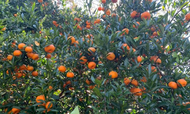 In-Ground Citrus Production