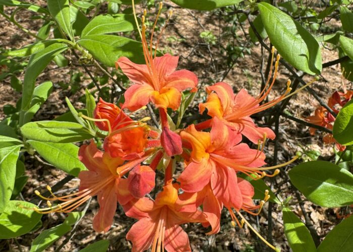 Native azaleas blooming in the spring. Brad Fowler, ©2024, Clemson Extension