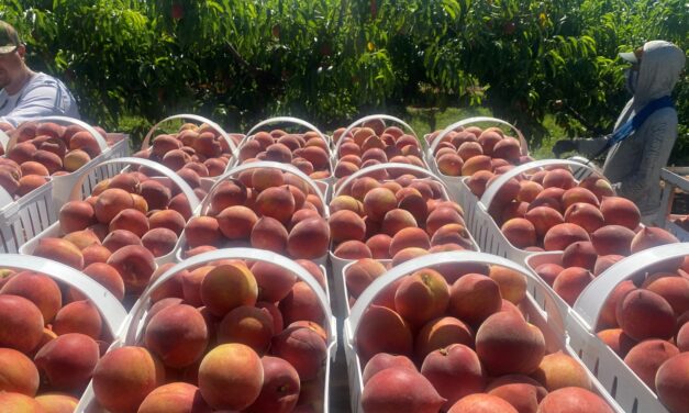 SC Fruit and Vegetable Field Report – May 20, 2024