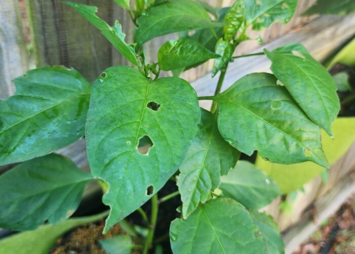 Pepper plant with holes in leaves.