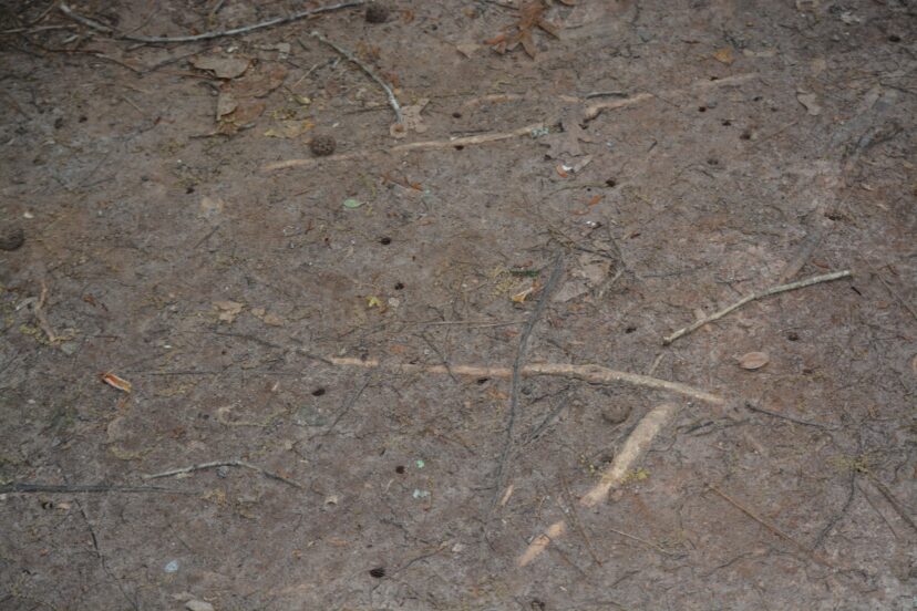 Periodical cicada emergence holes. Lynch’s Woods Park, Newberry, SC.