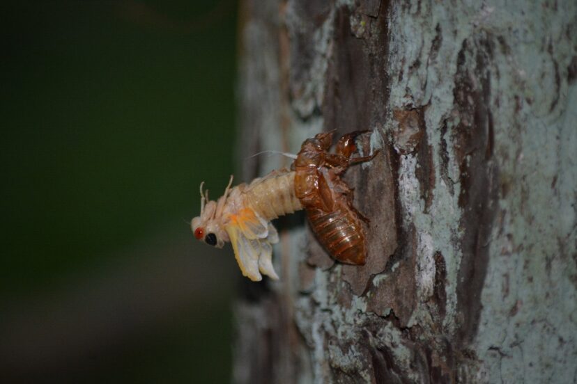 Periodical cicada in the process of its final molt. Lynch’s Woods Park, Newberry, SC.