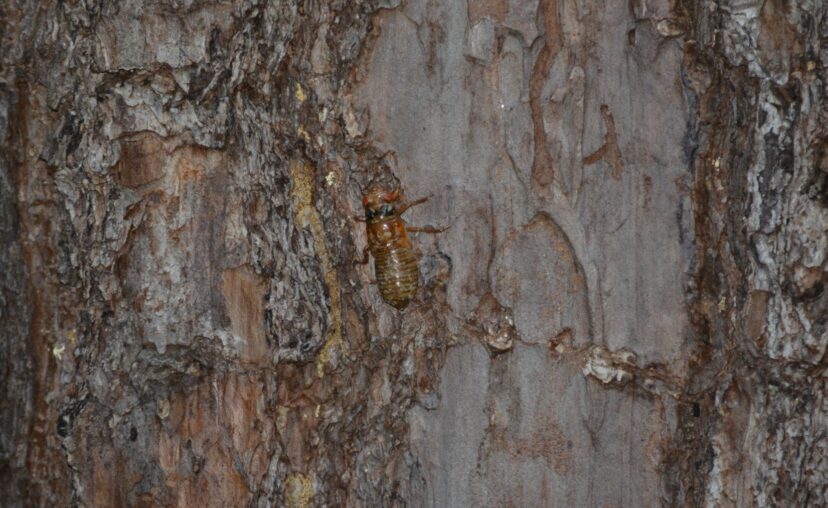 Periodical cicada nymph. Lynch’s Woods Park, Newberry, SC.
