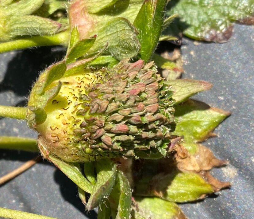 Phyllody on strawberry.