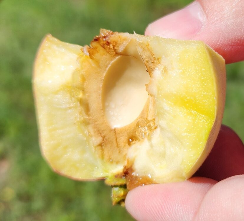 Plum curculio fruit cut open to find plum curculio larvae.