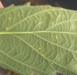 Rust on a blackberry leaf.