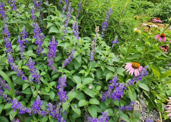 salvia and coneflower