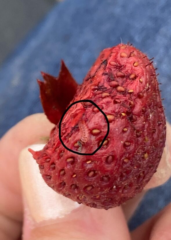 Sap beetle larva in an over-ripe strawberry.