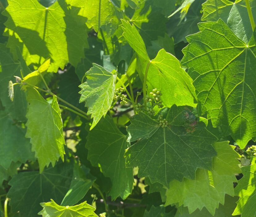 So far, muscadines are looking great.