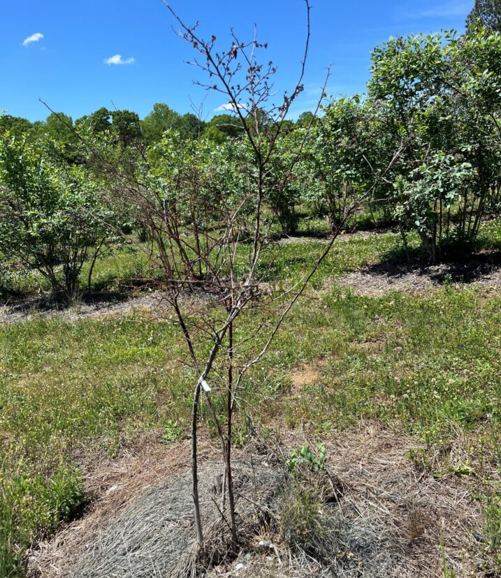 Some blueberry plants have been lost to a variety of potential causes.