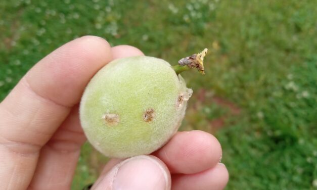 Question of the Week – Stink Bugs