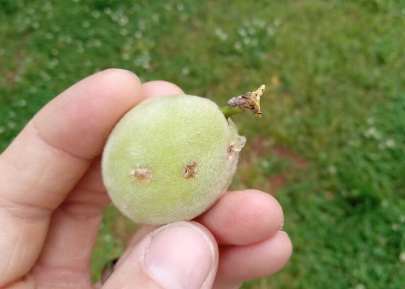 Stink bug feeding damage on a peach.