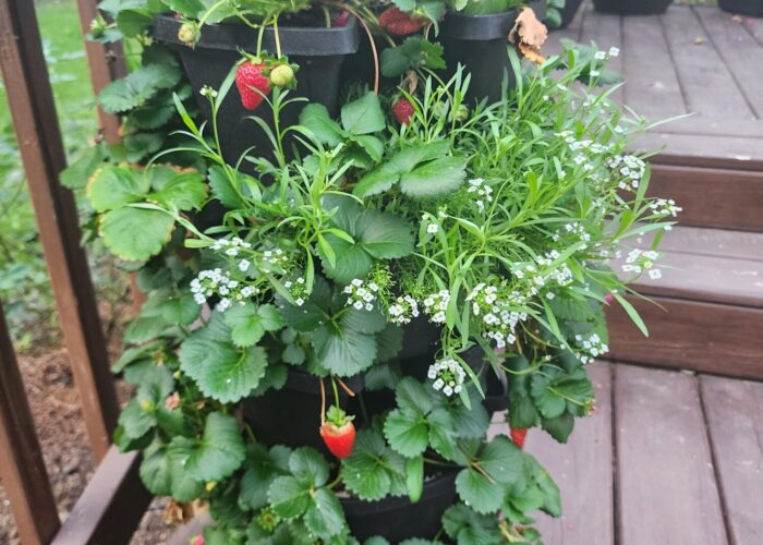 Strawberries growing in a mixed planter on the patio.