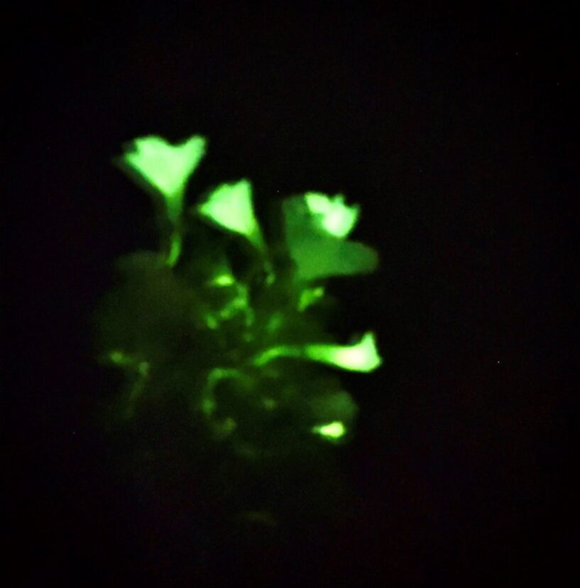 The bioluminescent quality of the Firefly Petunia is most prominent in low-light conditions.