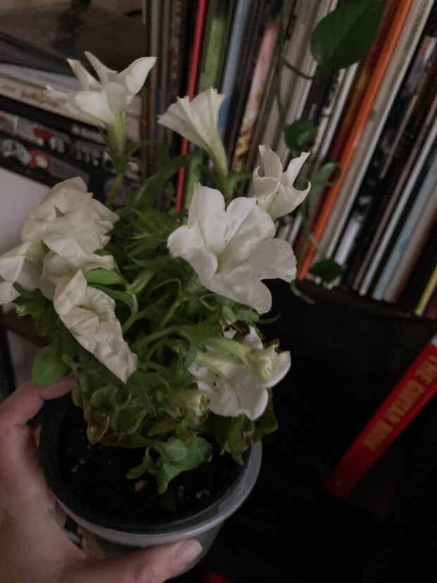 The Firefly Petunia has pale white blooms.