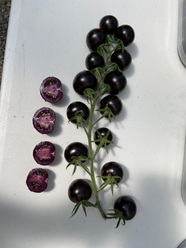 The Purple Tomato has unusual purple flesh.