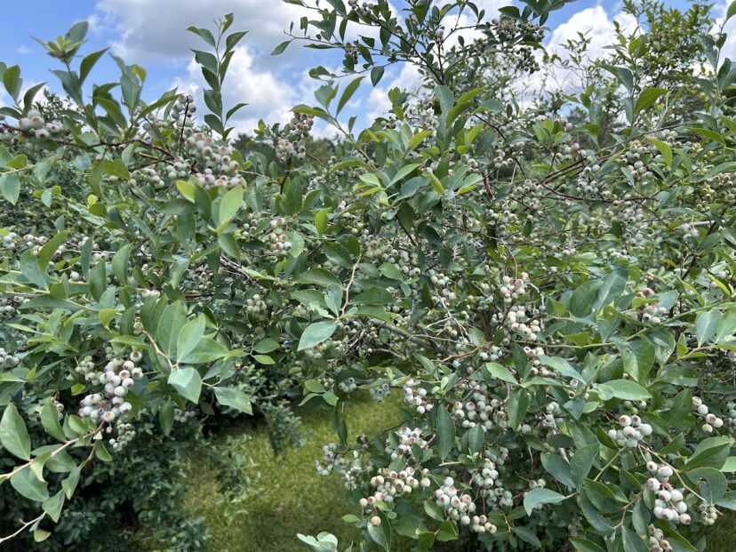 The rabbiteye blueberry crop is absolutely loaded this year. We have had 2 years with a small to non-existent crop, so the plants are really making up for it this year.