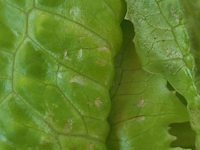Thrips feeding damage on lettuce.