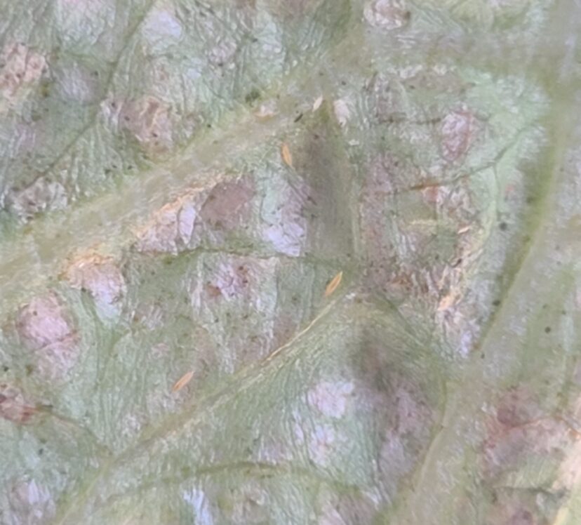 Under the microscope, thrips were found feeding on this lettuce leaf.