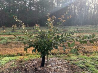 Young mandarin-type citrus is relatively unphased by 16.5 F temperatures.
