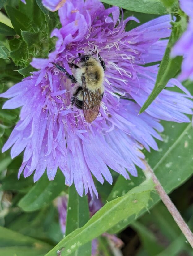 Bumblebee (Bombus sp.)