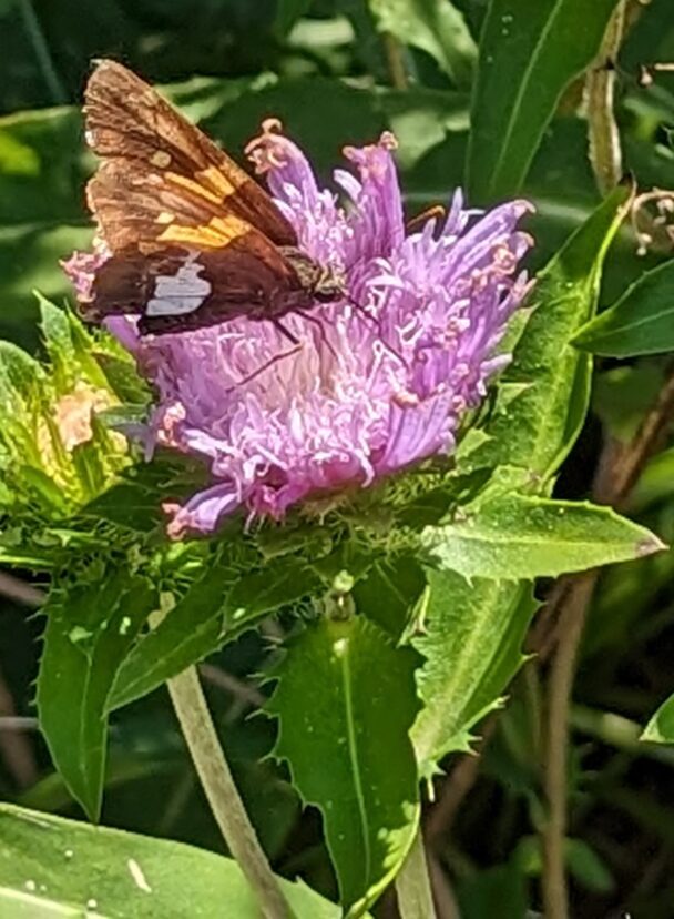 Silver-Spotted skipper (Epargyreus clarus)