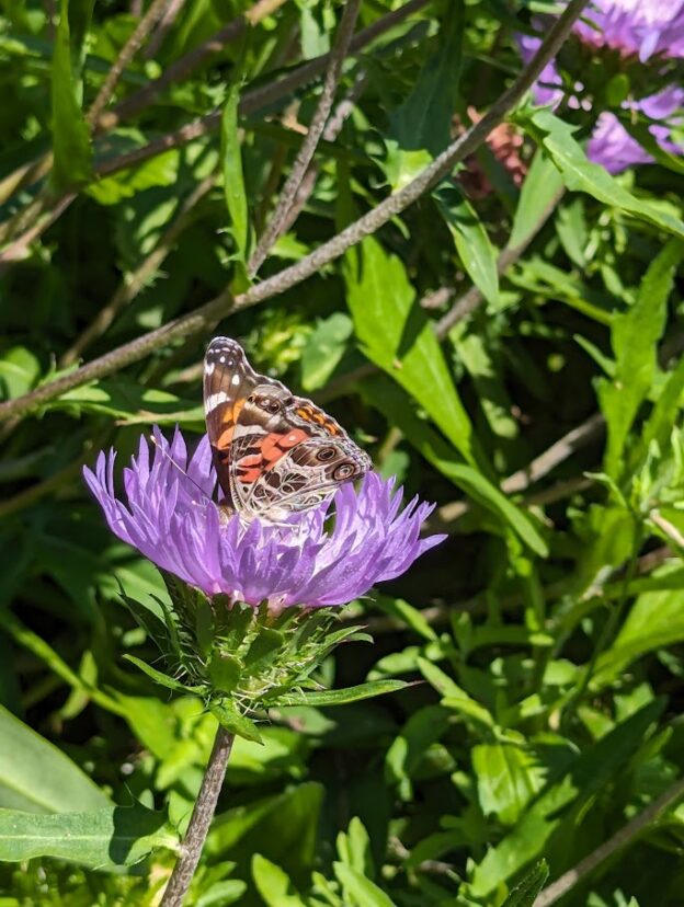 American lady (Vanessa virginiensis)