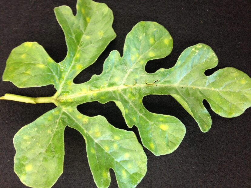 Yellow leaf spots on watermelon caused by powdery mildew on the underside of the leaf.
