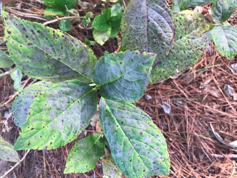 Diseased hydrangea.