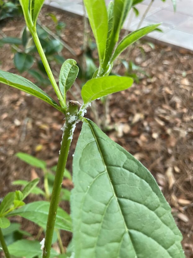 Mealy bugs.