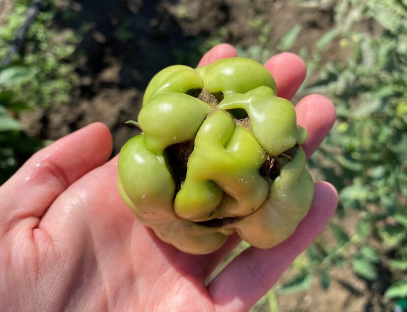 “Cat-facing” on tomatoes has many potential causes, including unusually cool or warm weather or large swings in daytime and nighttime temperatures during flowering. 