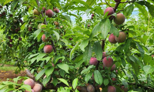 SC Fruit and Vegetable Field Report – June 17, 2024
