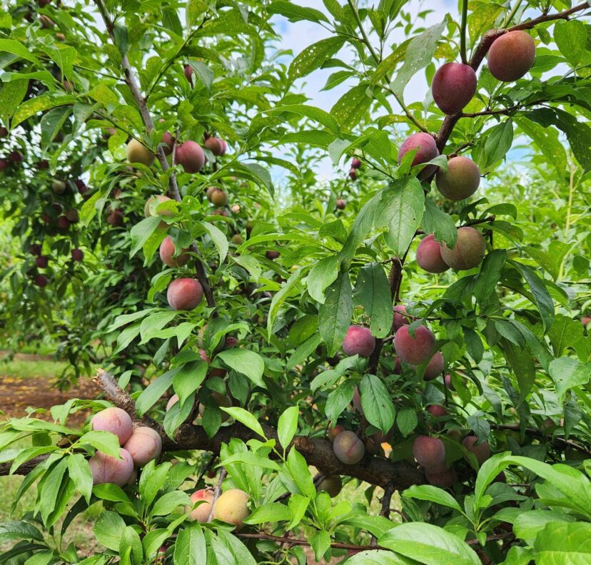 The plum crop is looking really nice this year! 