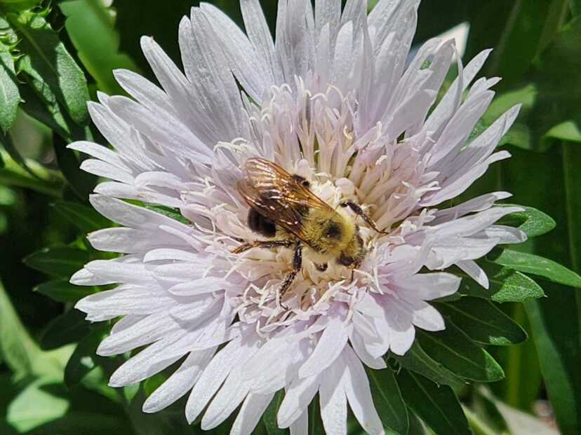 Bumble bees are frequent visitors to Stokes asters.
