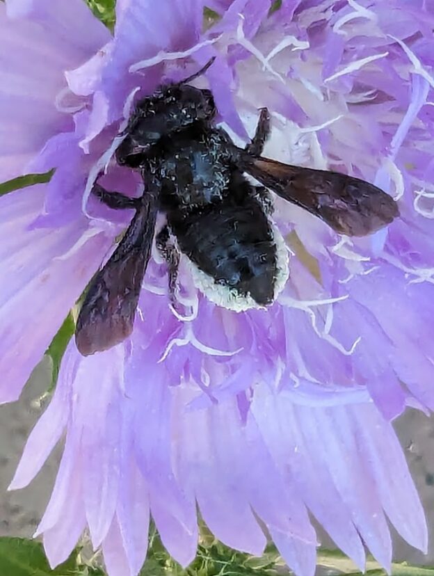 Carpenter-mimic leafcutter bee (Megachile xylocopoides).