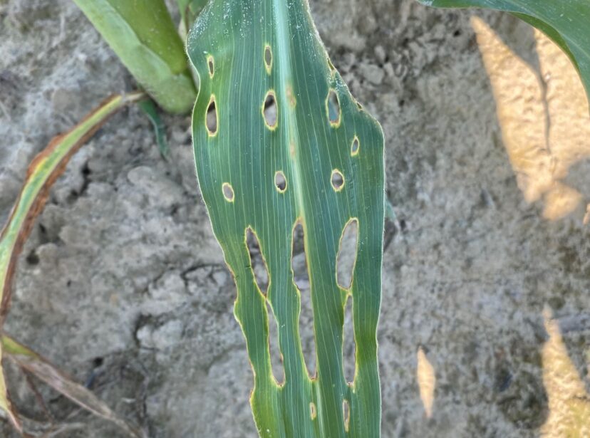 Caterpillar damage that occured when the leaf was young and whorled.