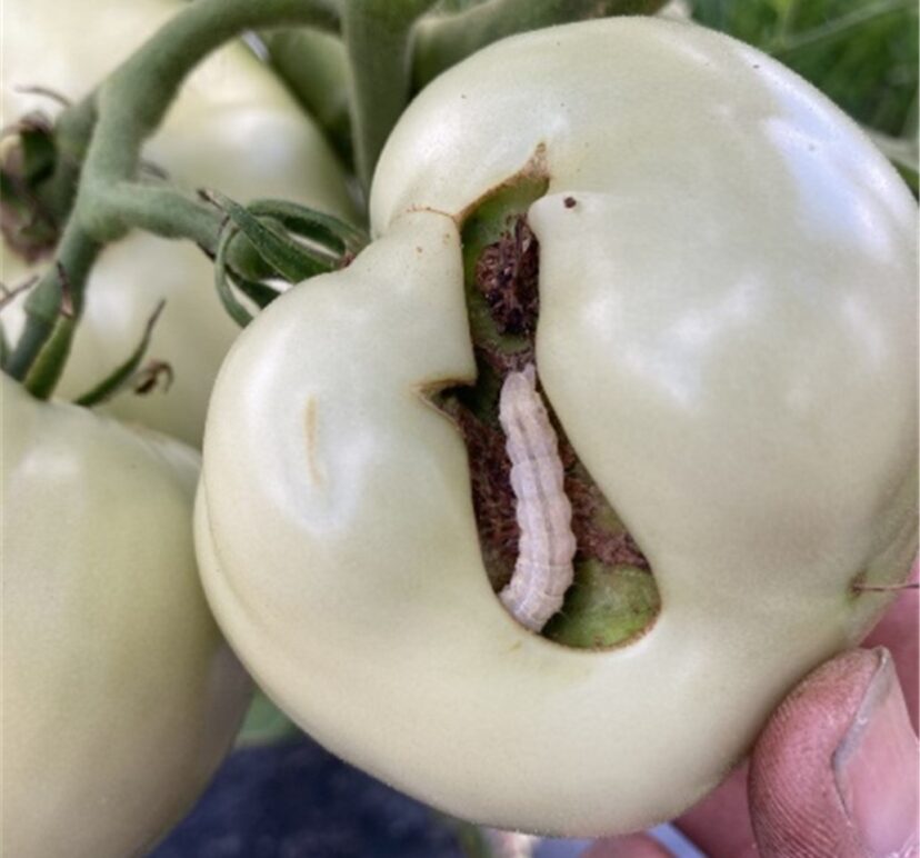 Caterpillar feeding on a tomato.