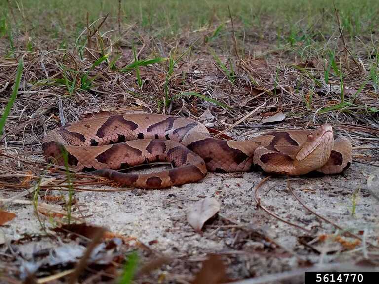 Am I Venomous or Poisonous? | Home & Garden Information Center