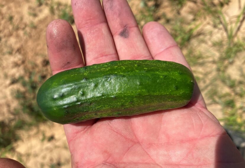 Cucumber harvest is beginning in the Upstate.