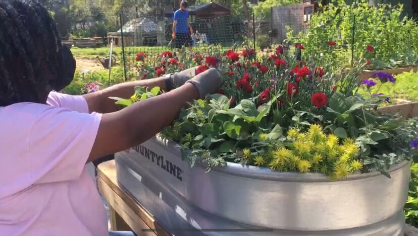 Deadhead blooming summer flowers to encourage continuous blooming.