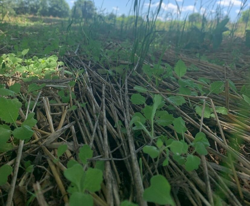 Direct seeded brassicas emerging from crimped Wren’s Abruzzi rye cover crop.