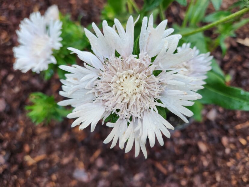 ‘Divinity’ Stokes Aster has white flowers and a compact growth habit.