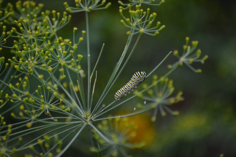 Eastern black swallowtail (Papilio polyxenes asterius) munching on dill.