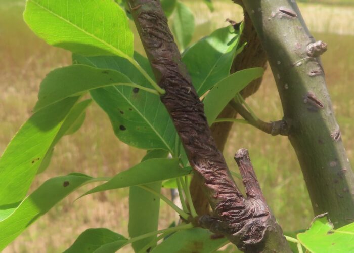 egg-laying-damage-that-causes-flagging- Egg-laying damage that causes flagging.