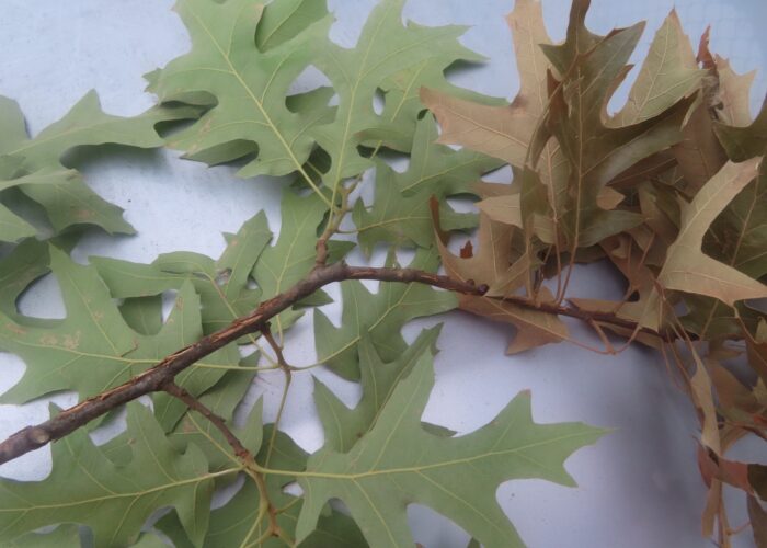 flagging-from-egg-laying-damage-to-twigs- Flagging from egg-laying damage to twigs.