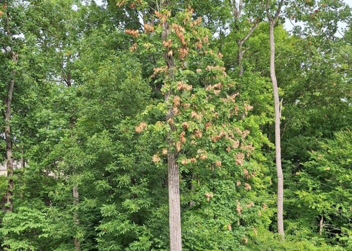 flagging-from-egg-laying-damage-to-twigs- Flagging from egg-laying damage to twigs.