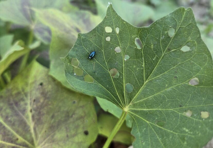 Flea beetle and feeding damage on sweetpotato foliage.