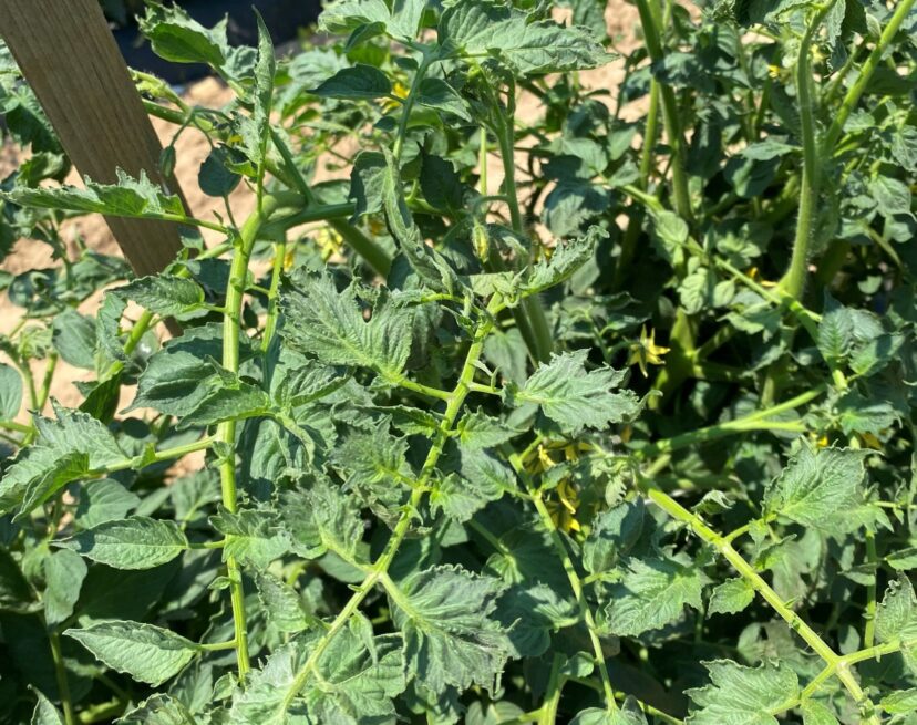 Herbicide-like symptoms on tomato leaves.