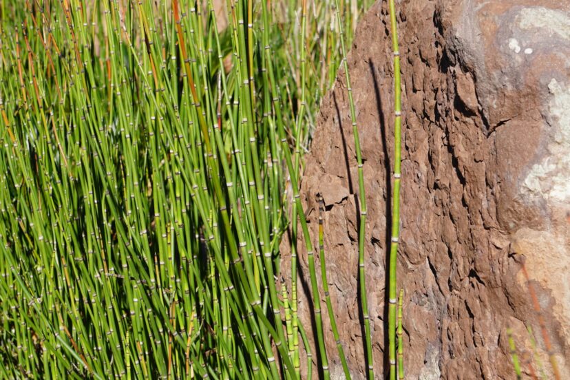 Horsetail spreads aggressively in wet soils, such as along the banks of roadside ditches or the edges of waterways.