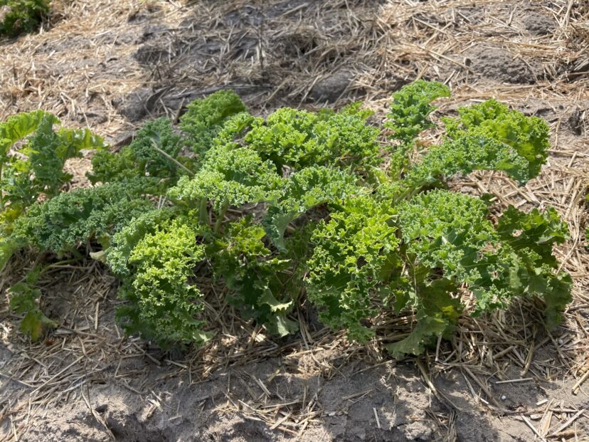 Kale with wheat straw as a natural mulch.